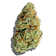 Dizzies Blue Raspberry (4g) 10 Premium Infused Pre-Rolls